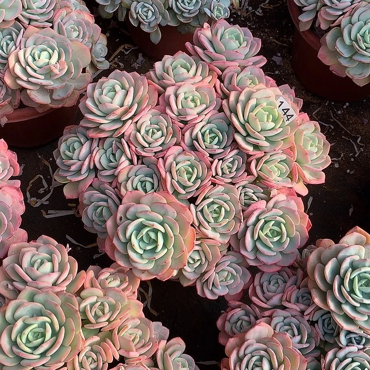 144白月光白月光  一物一拍多肉