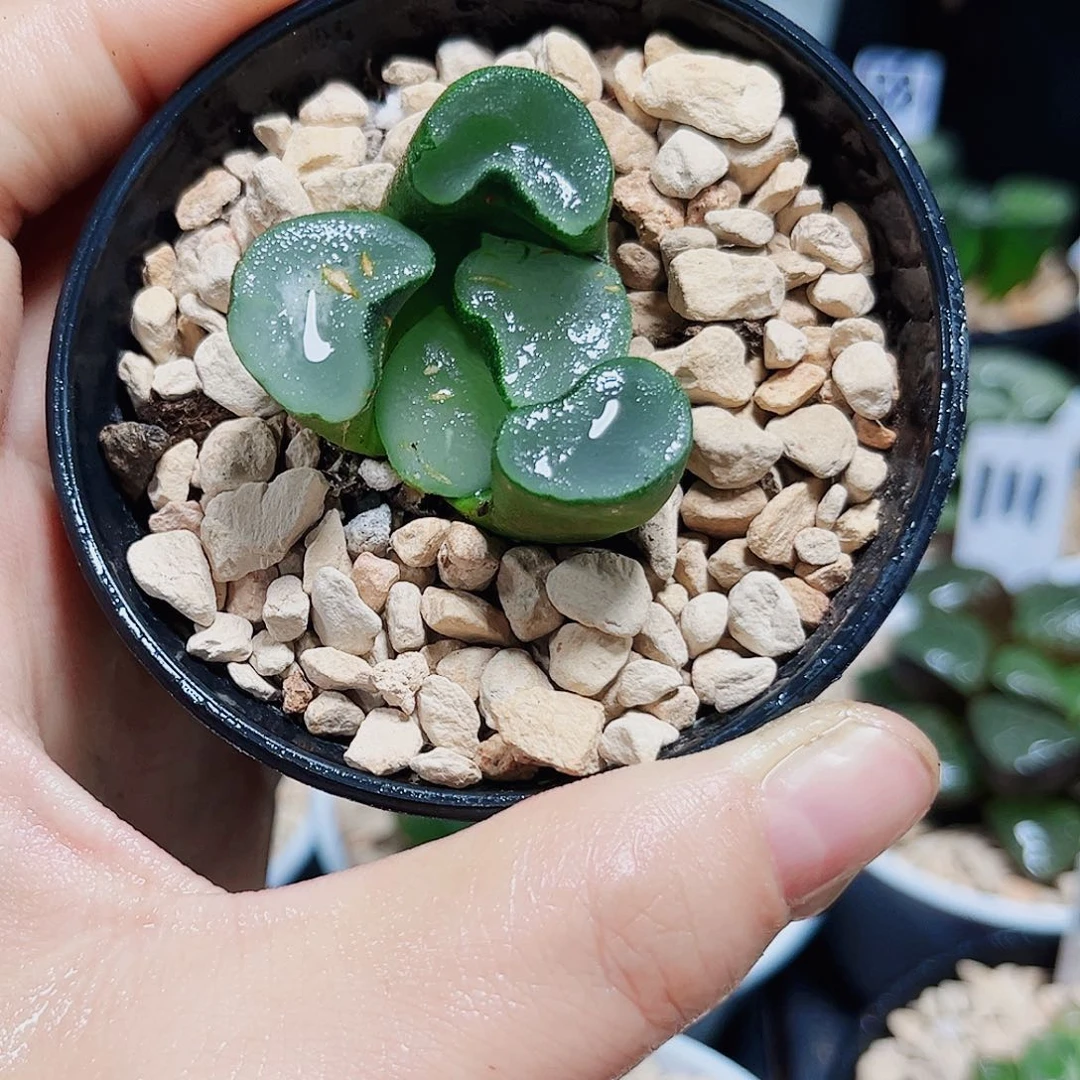 空门万象多肉植物6666