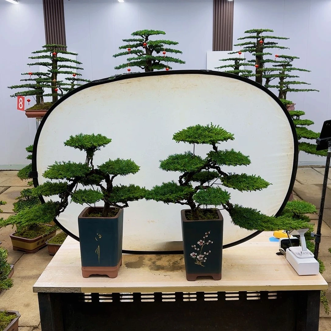 盆景直播间一物一拍