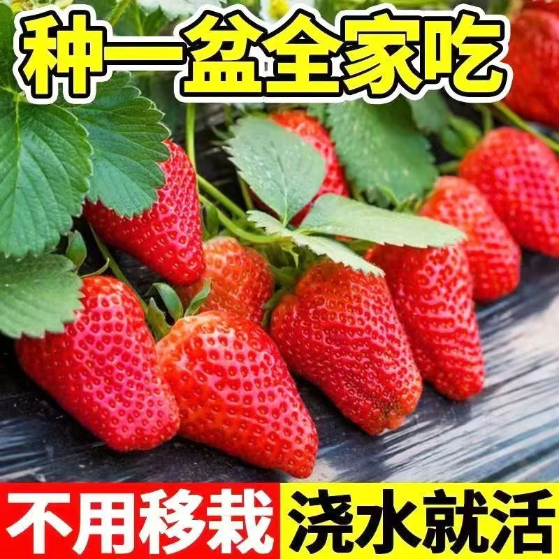 【裸根地栽苗】草莓秧苗四季草莓苗盆栽阳台种植奶油地栽苗当年结果