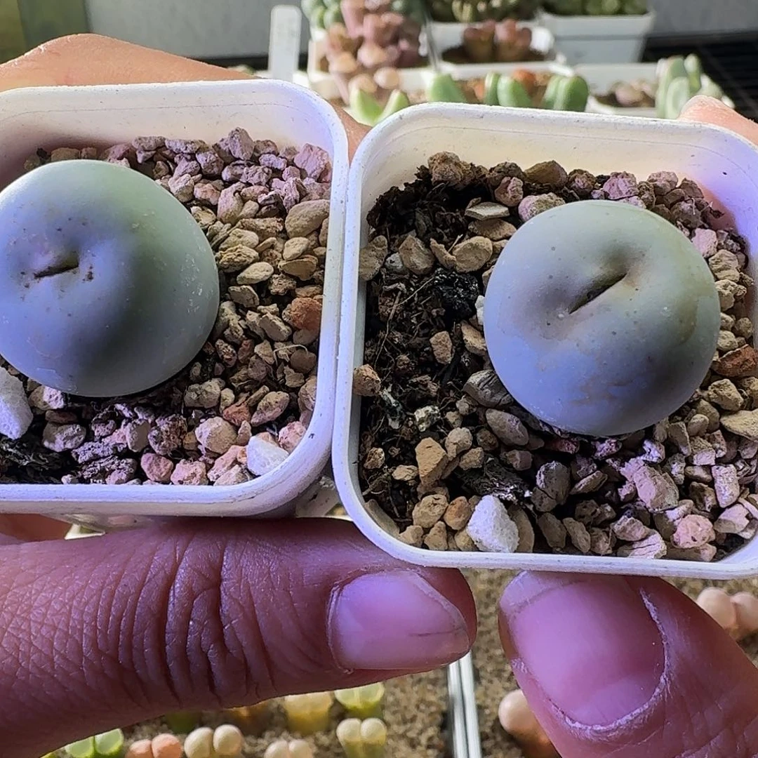 2833红嘴2颗单颗尺寸2左右