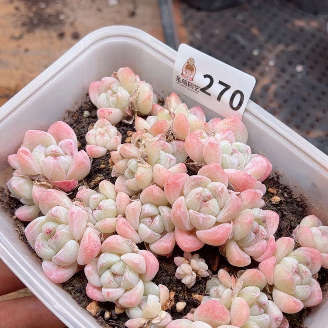 多肉植物多肉植物