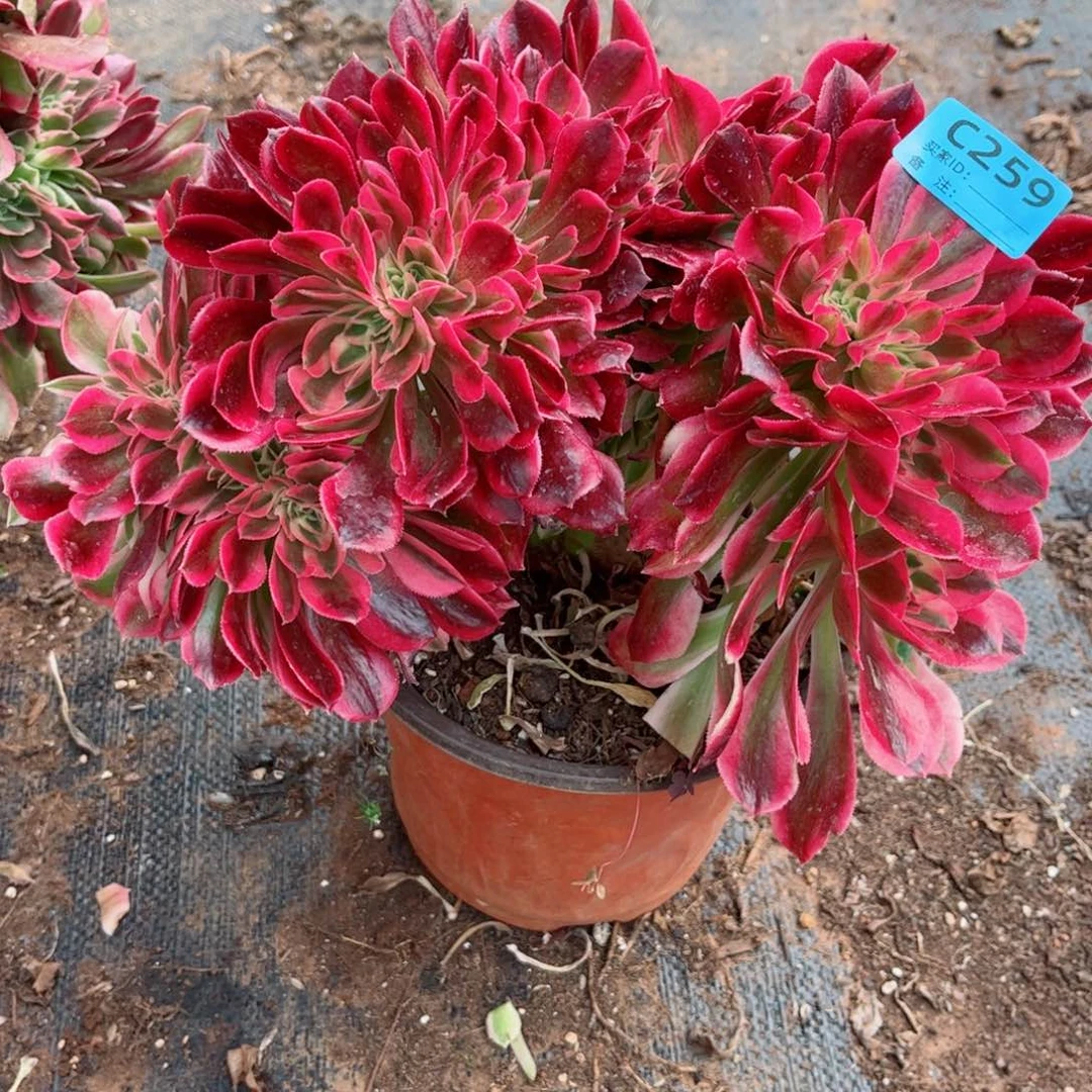 多肉植物福利259