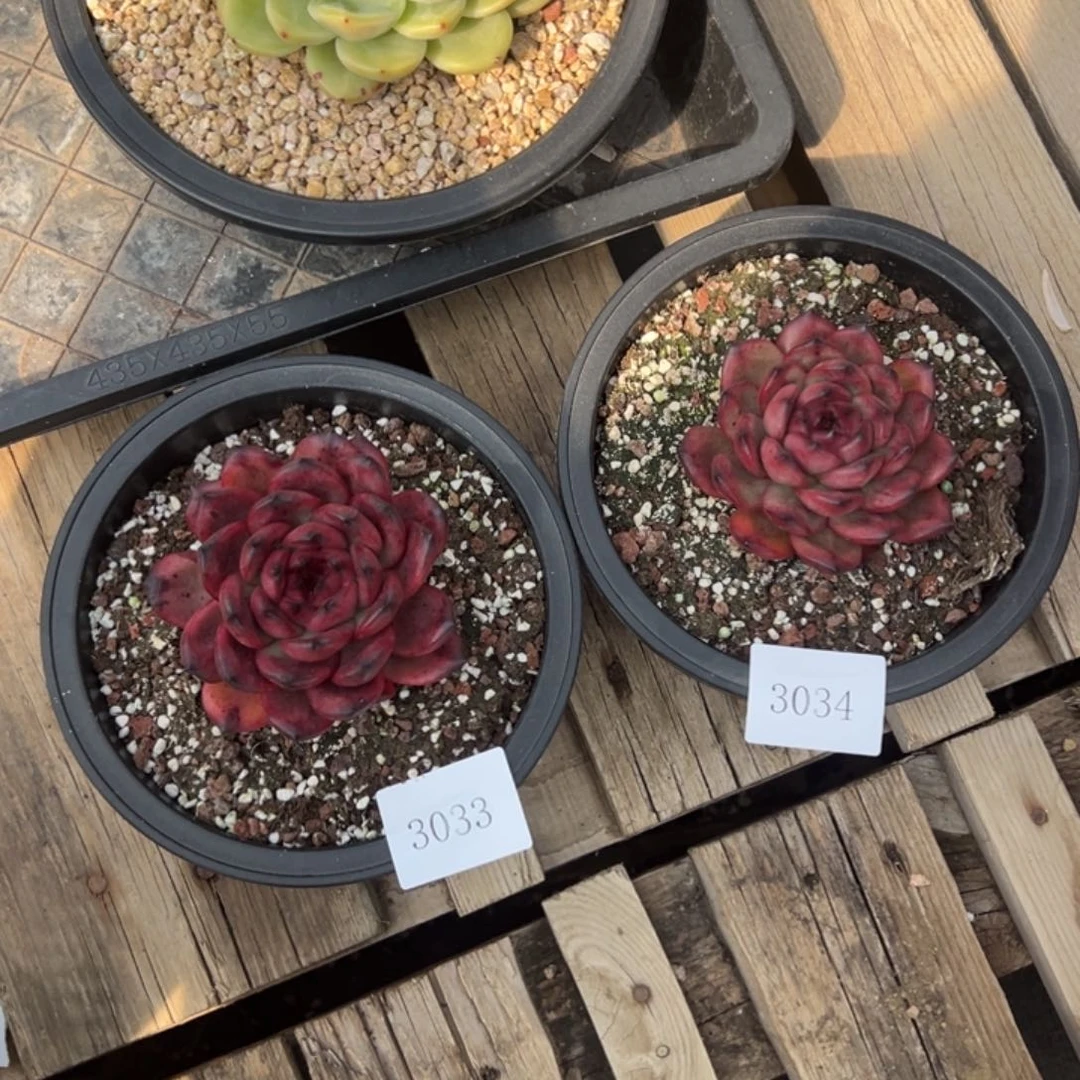 @****3033，3034多肉多多多多