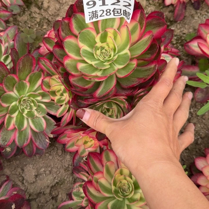 9122二号棚倾城多肉L