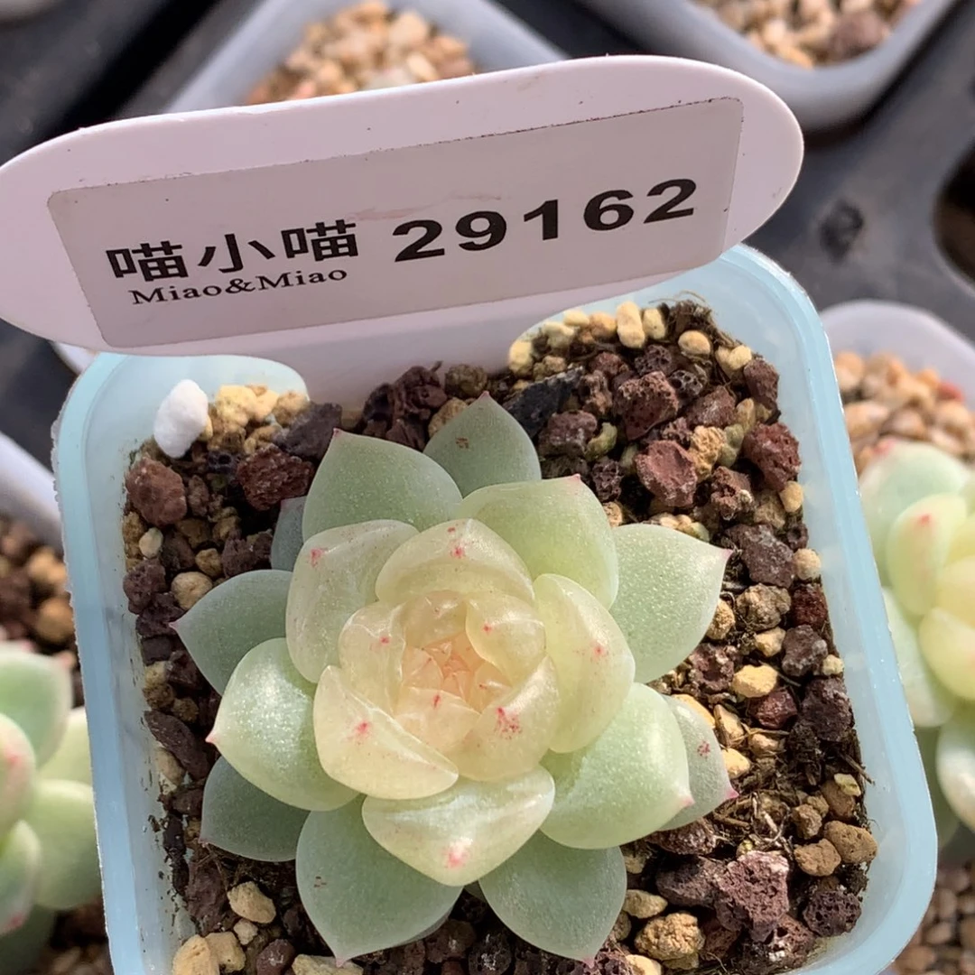 西***歪多肉植物杂交珍妮