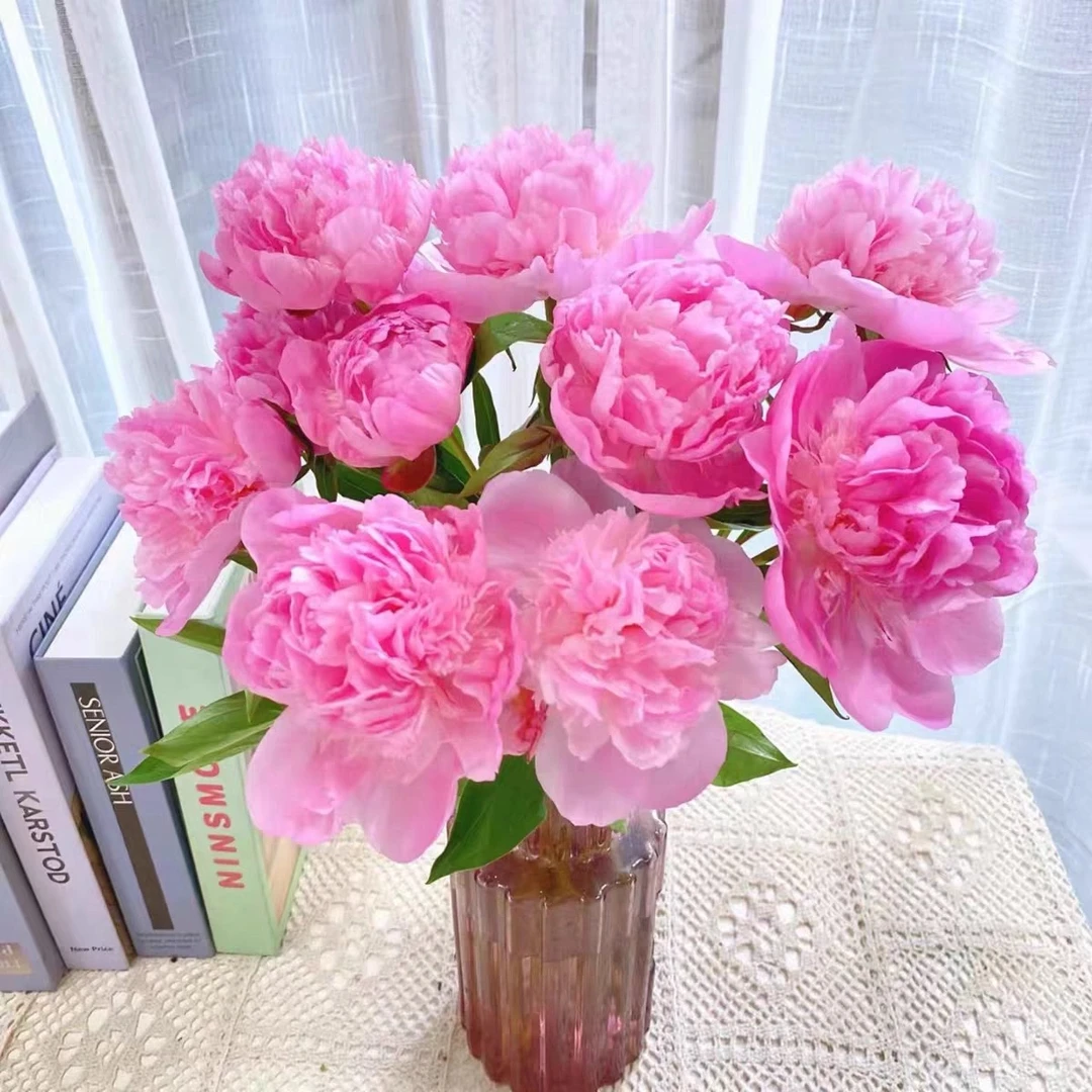 【五月花神】【蓝梦重瓣芍药10支】好养易开 任意两件发顺丰京东