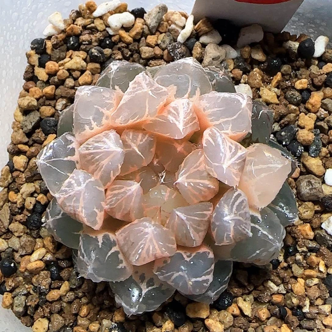 228号龙爪玉露锦 尖叶款 5 厘米左右一物一拍带盆发货