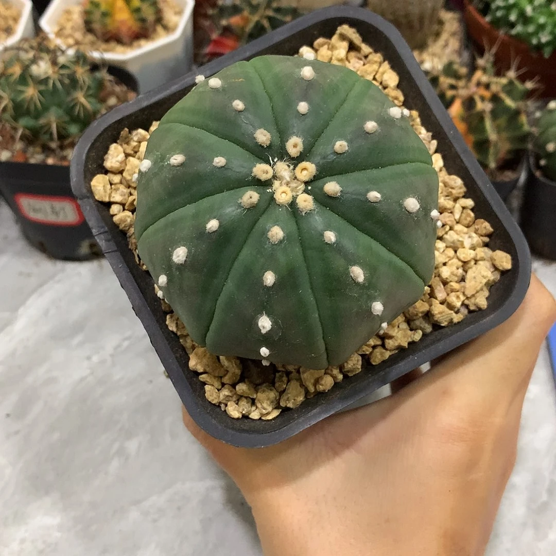 当前无花栽培后可以开花实生根琉璃连线海星兜
