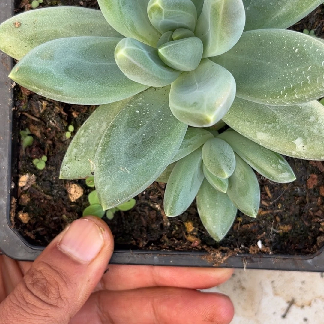 美人系多肉植物379