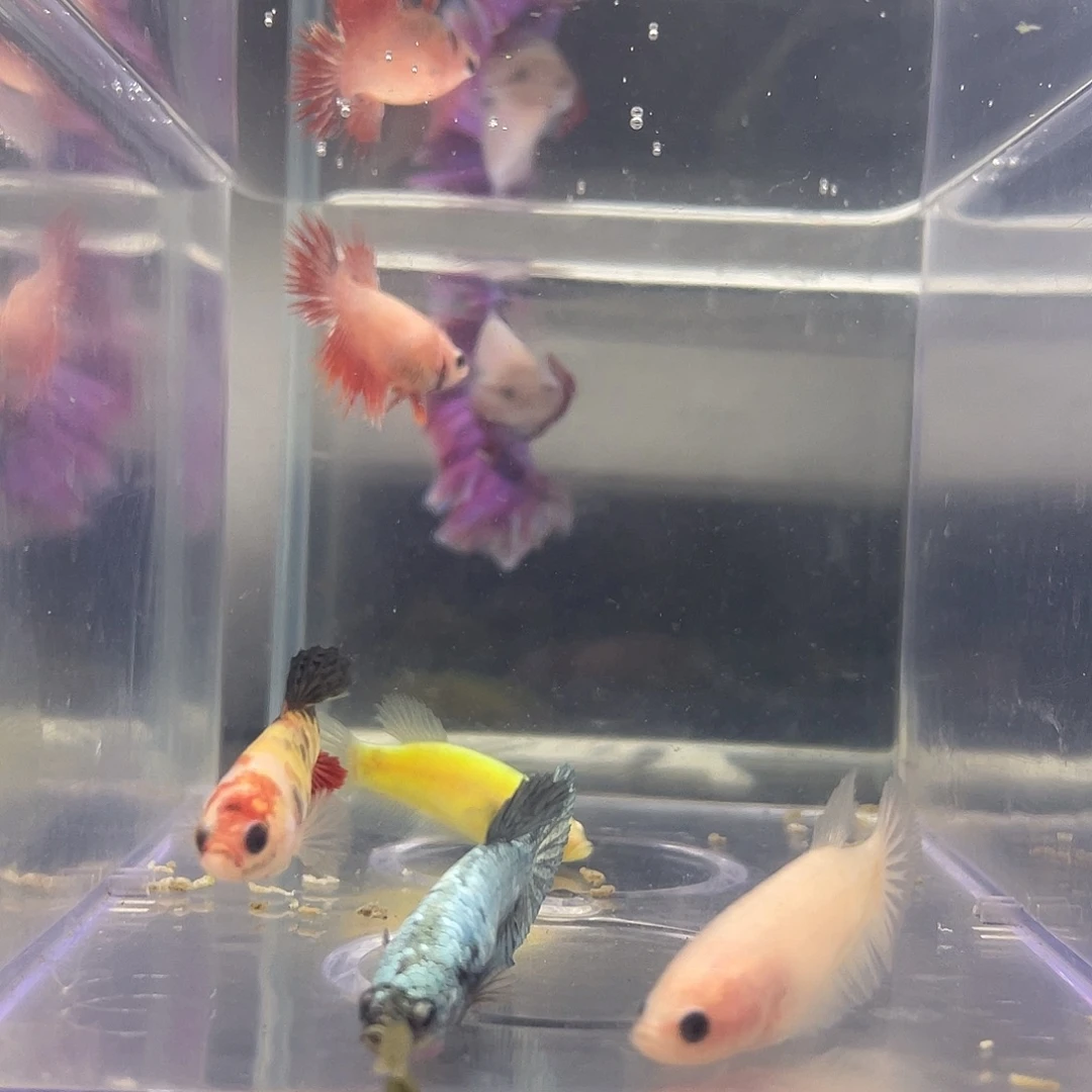 斗鱼可博泰斗092816
