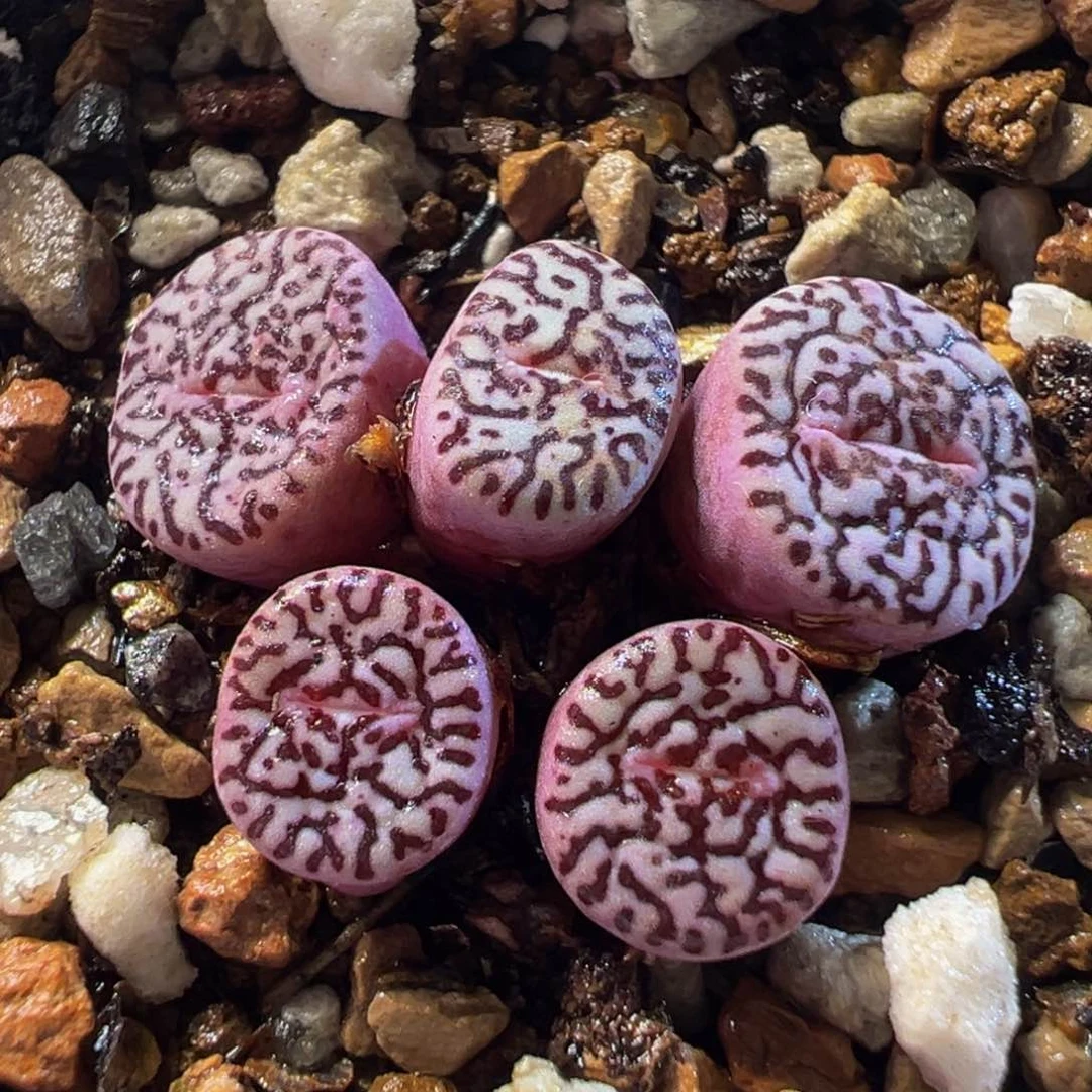 017多肉植物种类多样