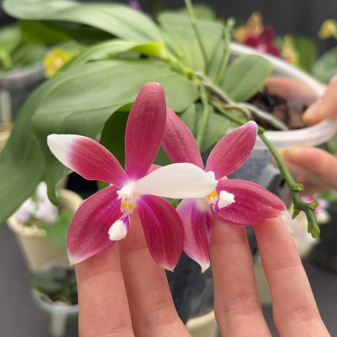 完全开放4寸熊猫盾交盾开花株