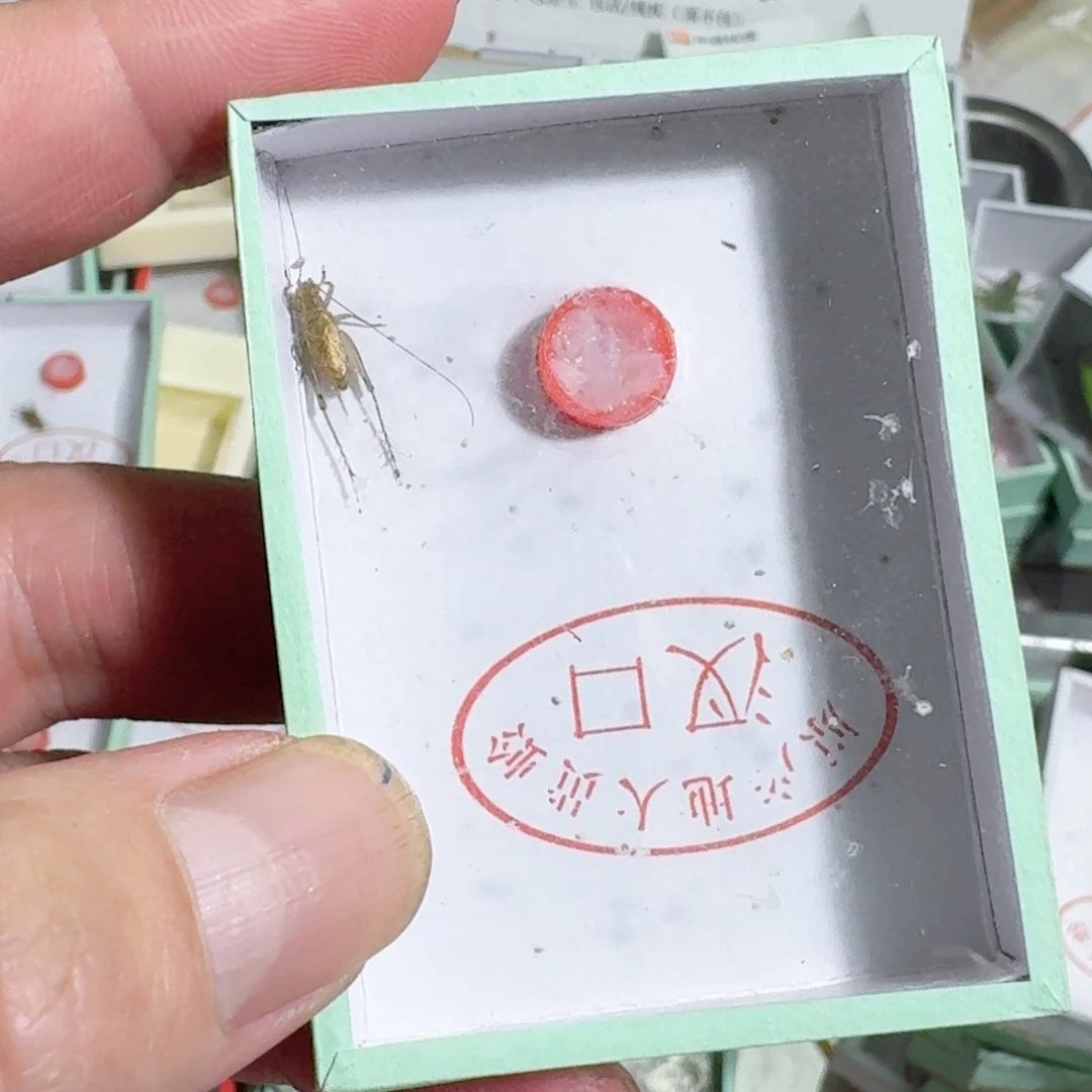 蒸***上蟋蟀蝈蝈你的电话怎么一直关机