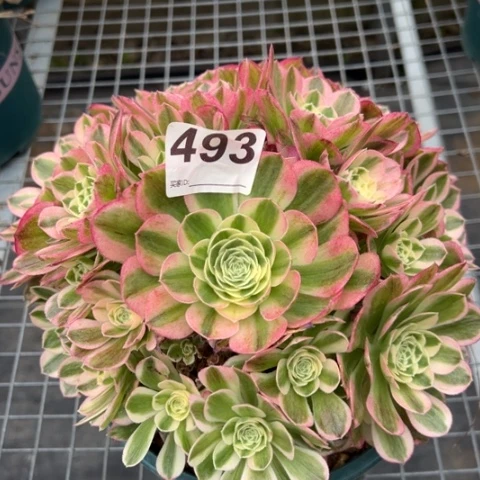 493玉姿20厘米左右