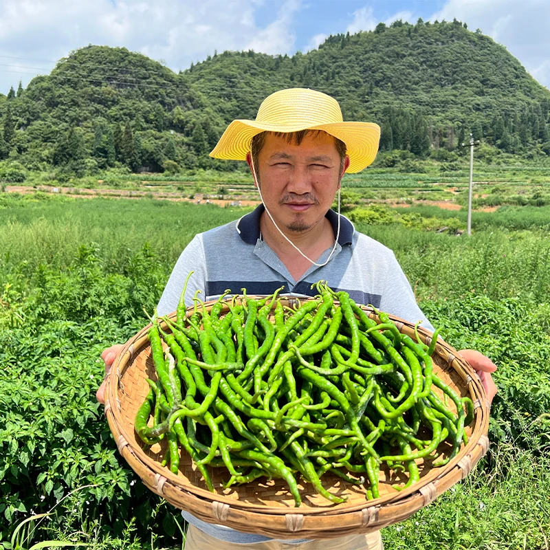 贵州高山农家露天种植现摘特辣鸡肠辣椒鸡爪辣椒