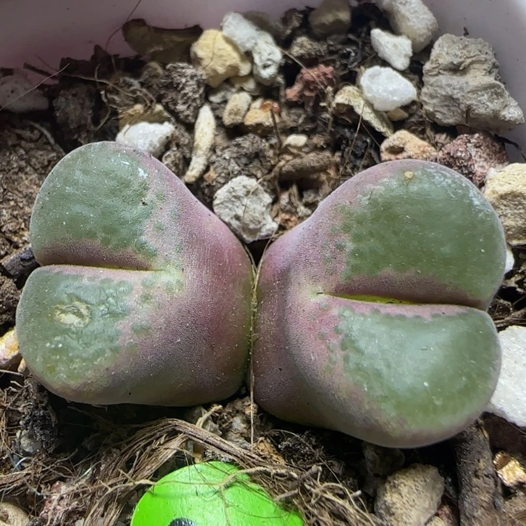 漂漂亮亮多肉植物279