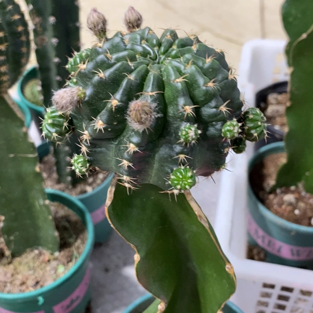 新品奶酪丽花母本带花苞