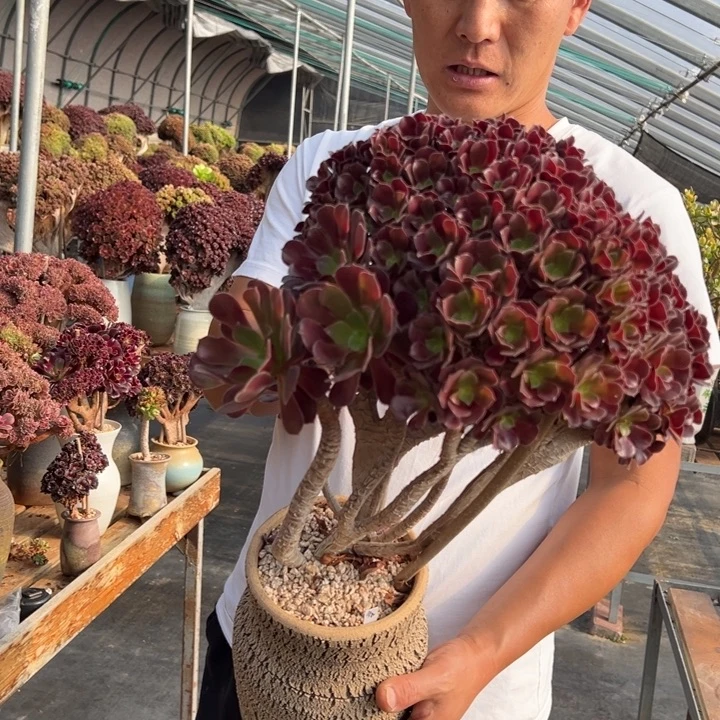 欧紫朵朵缀不带盆土