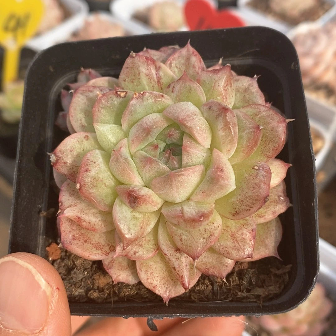 精品多肉一物一拍不包整44