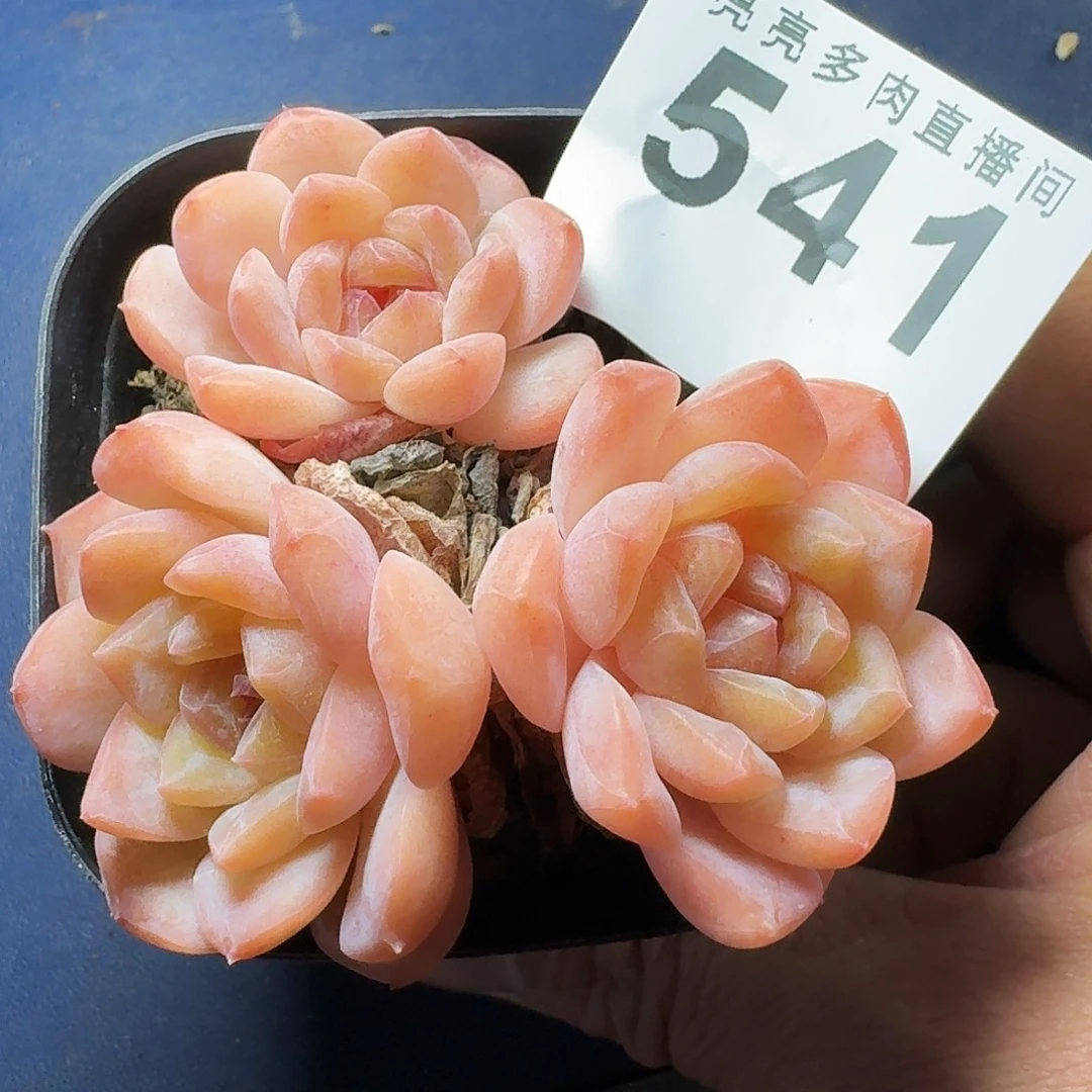 冰糖雪梨      愿你一路坦途，乘风破浪展宏图