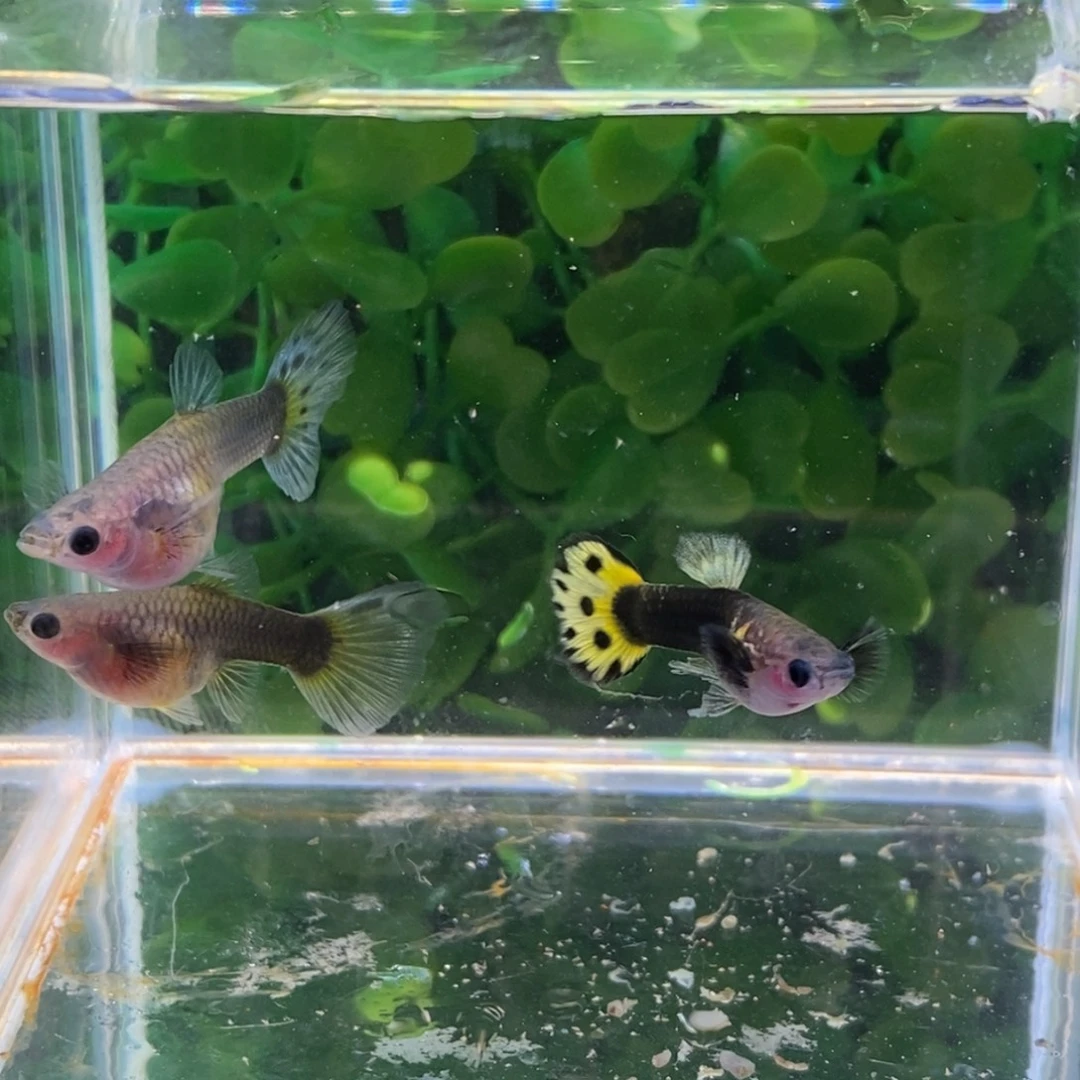 孔雀鱼小蜜蜂一公两母