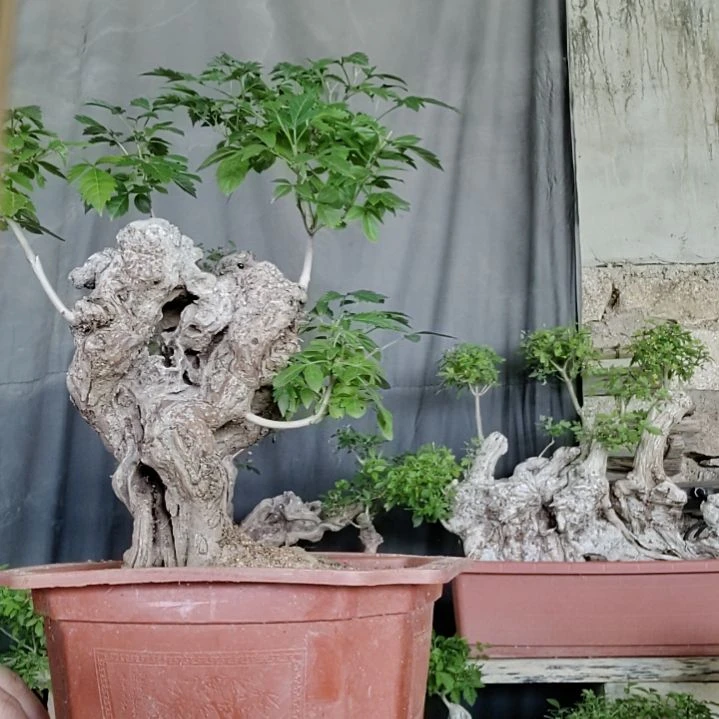 没***以无花朵脱盆脱土发货