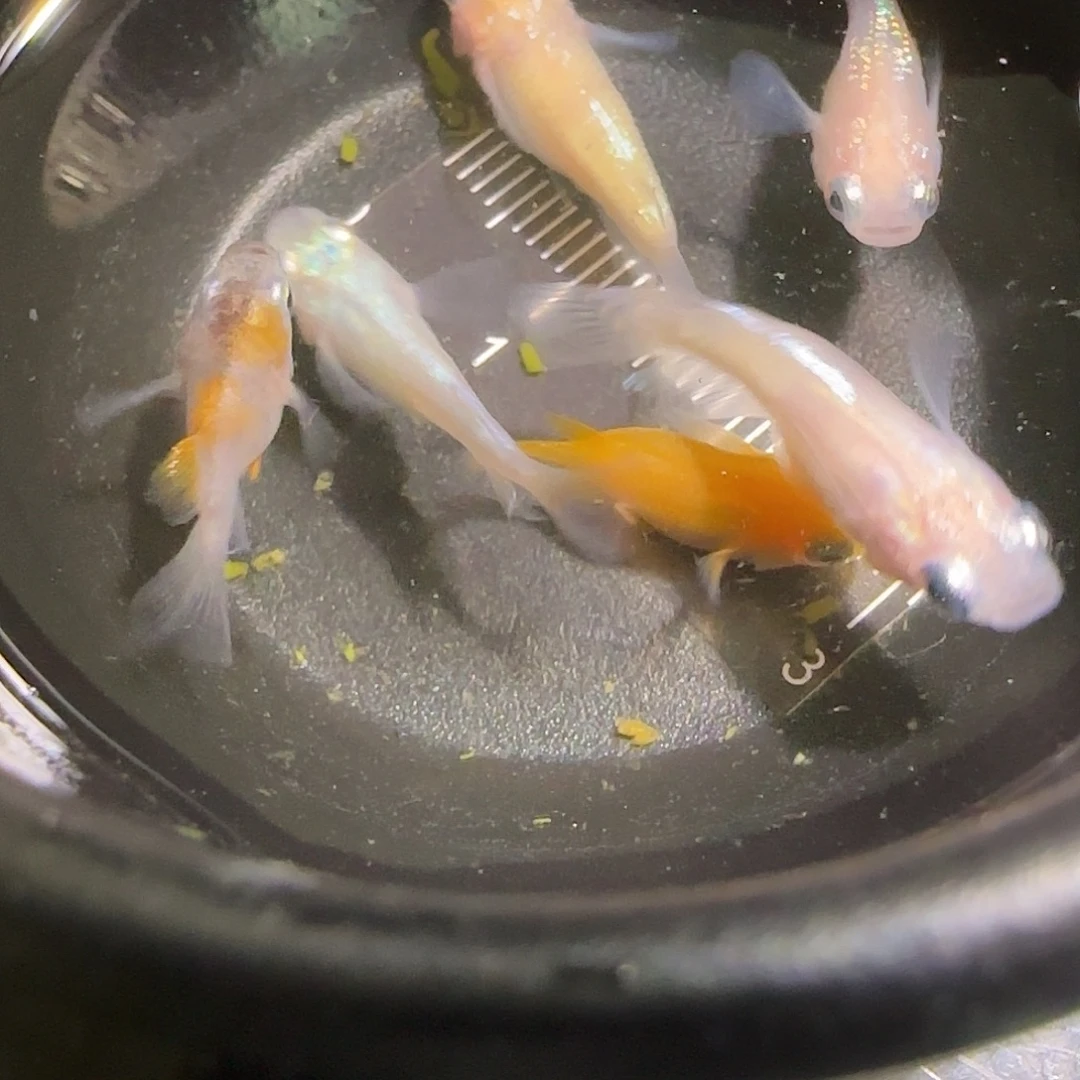 青鳉鱼观背青鱂一物一拍115