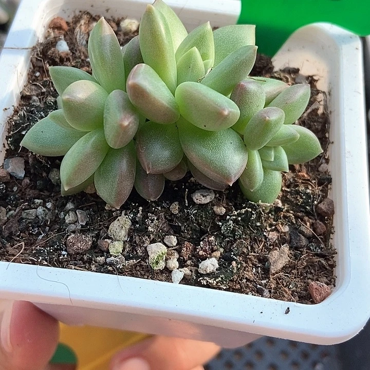 多肉植物迷雾泡泡788