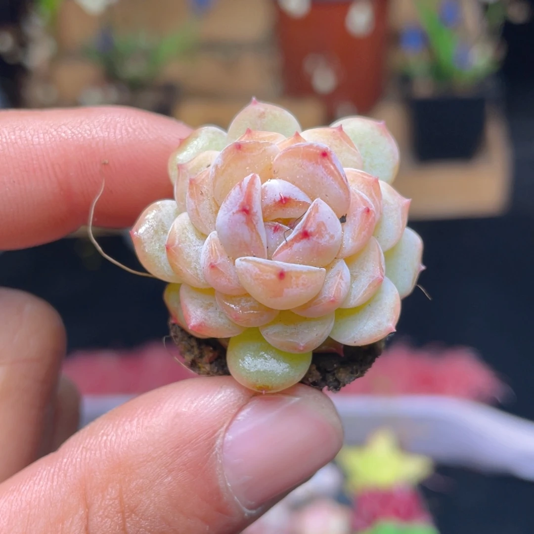 冰魄多肉9.9包邮发货