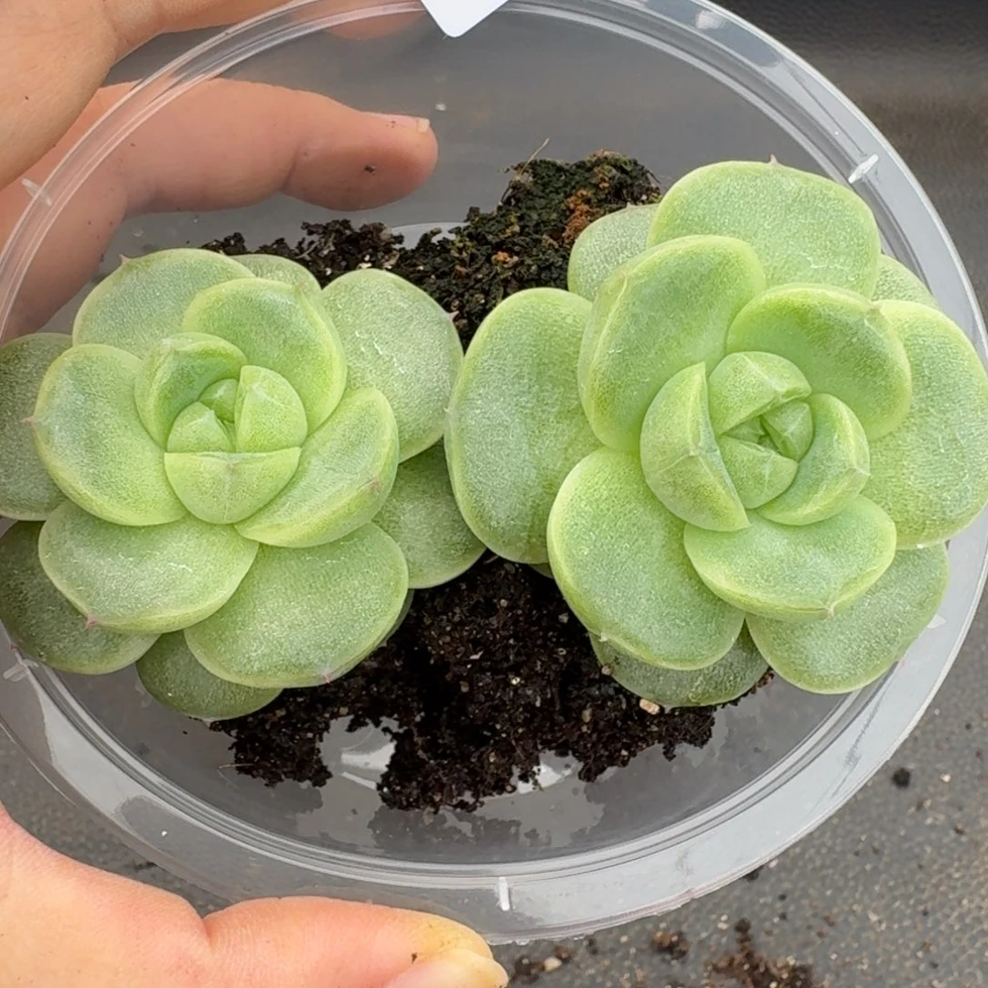 一物一拍一物一拍1108-439