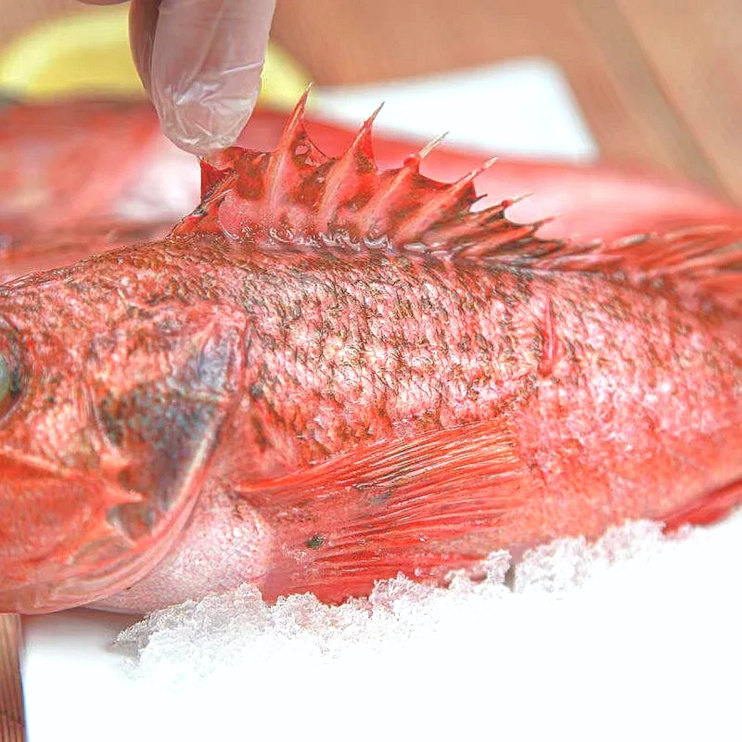 【顺丰冷链包邮】产地直发深海石斑鱼石九公红石斑鱼拒绝化学添加剂