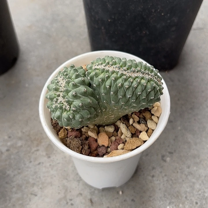 无花朵实生菊水缀化仙人球