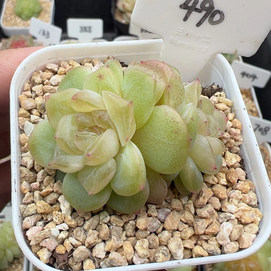 490号谪仙 晗雨多肉