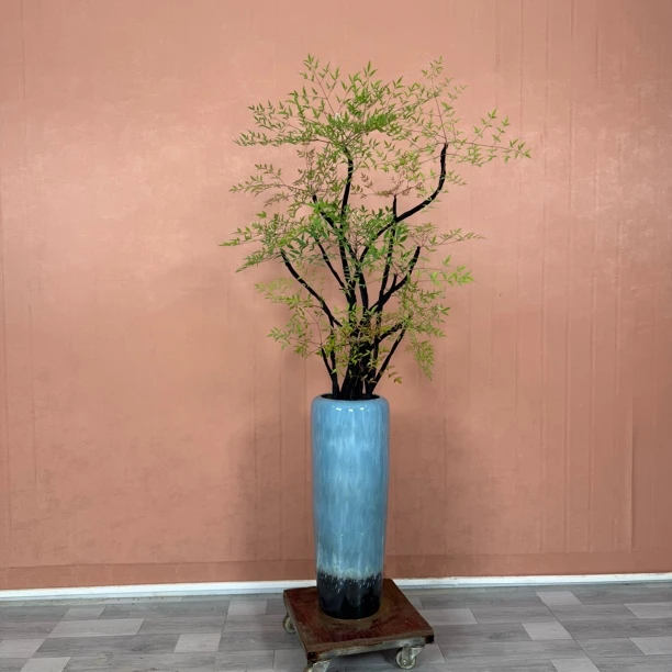 造型火焰南天竹盆栽大型绿植适合客厅办公室四季常青好养