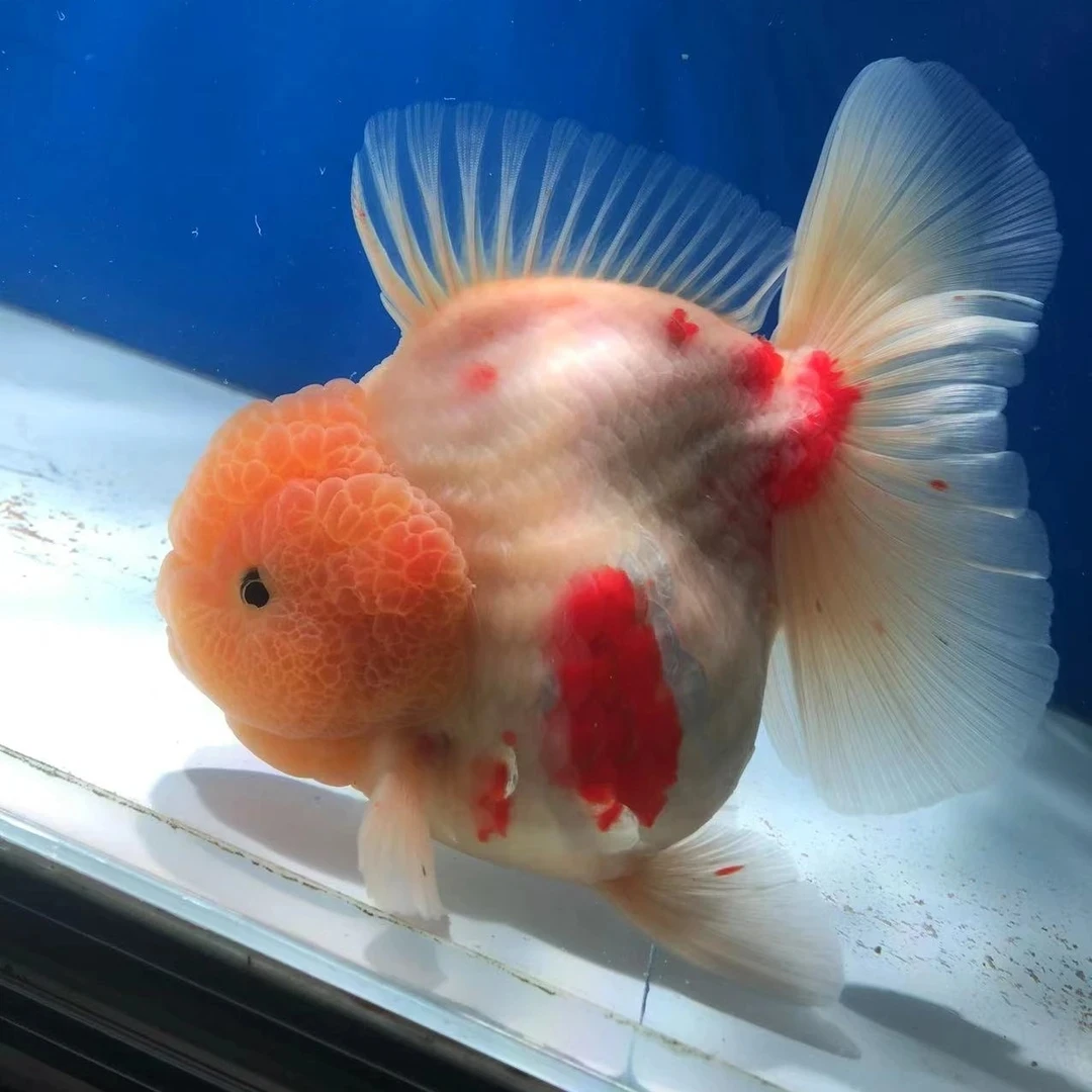 泰狮观赏鱼宠物广温鱼 商品鱼统捞发货（发货后退款承担20元运费）