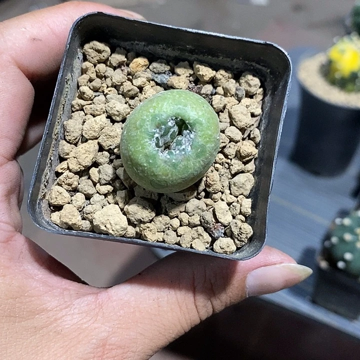 ****u变异星兜实生带盆