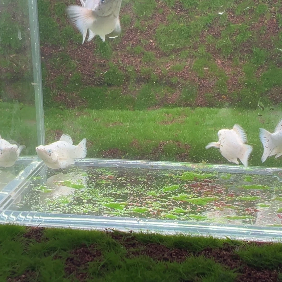 黑玛丽鱼奶牛亚成4条