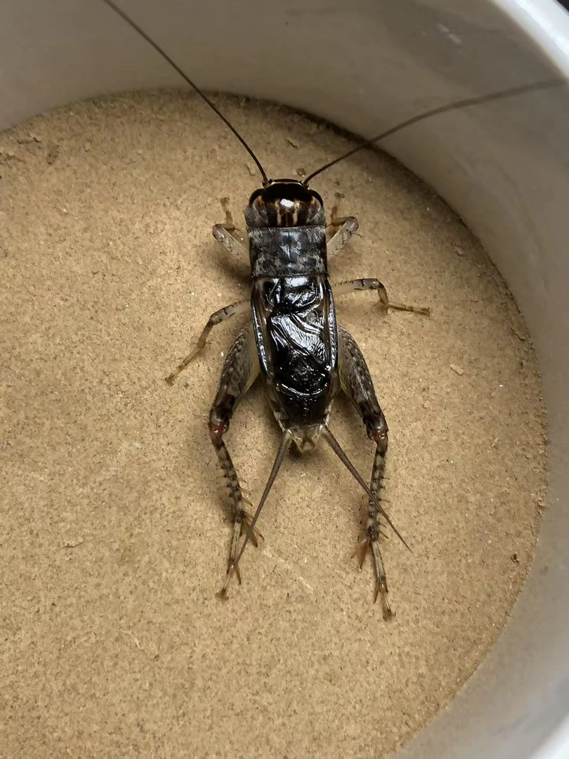 老侯宠物蟋蟀蛐蛐活体