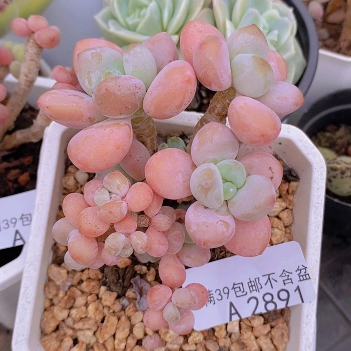 香水洛神老桩7cm2891多肉植物