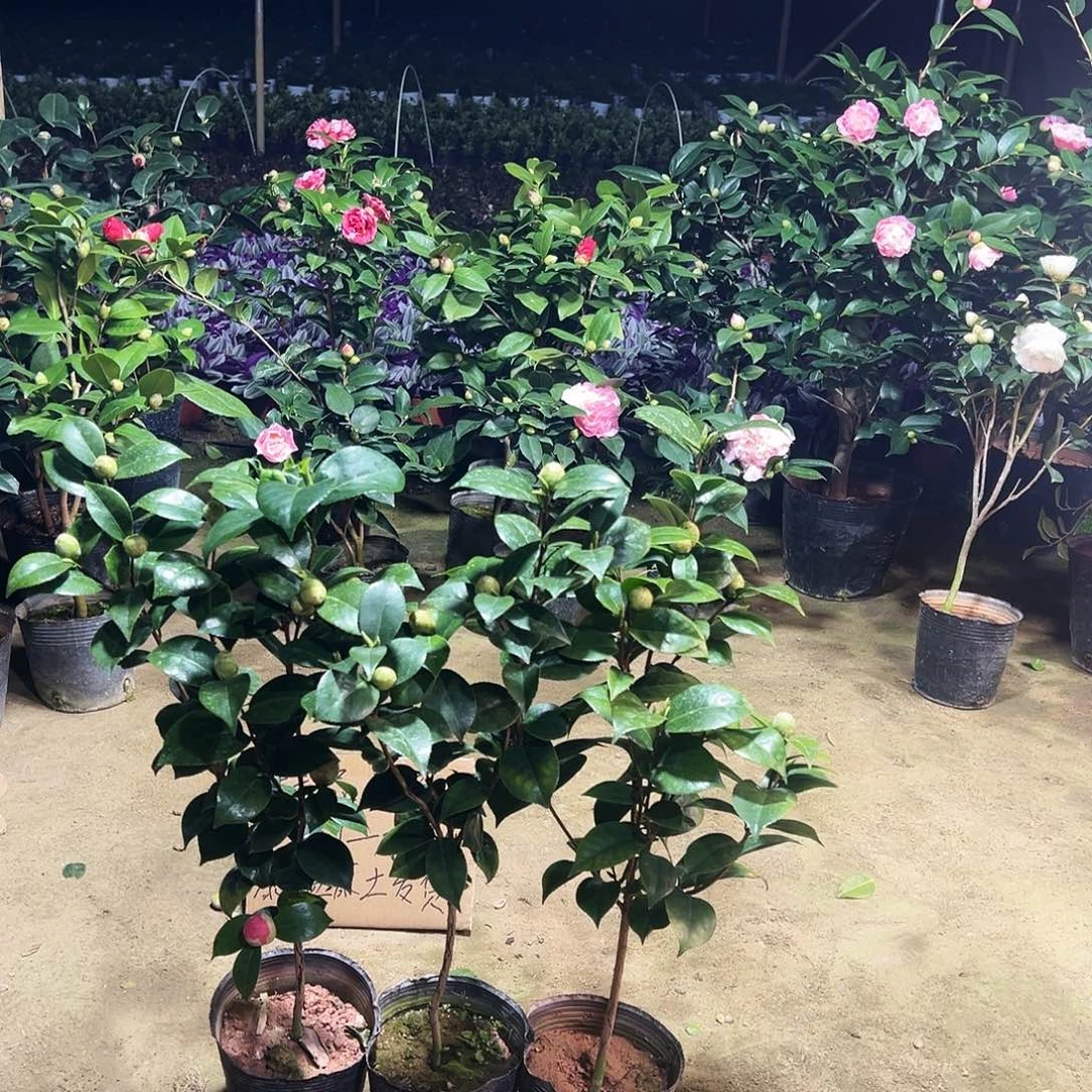 无花朵11111111111