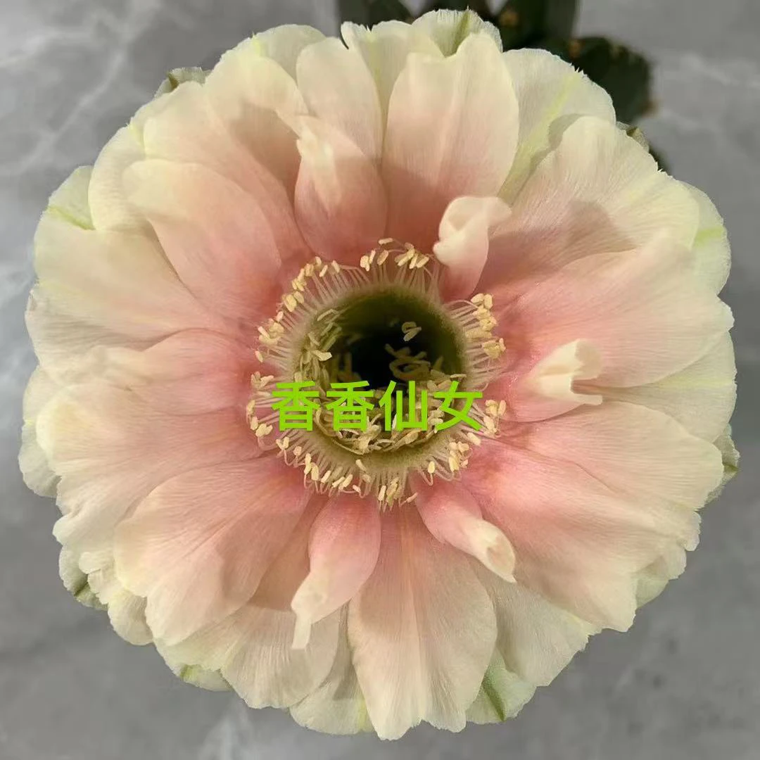 仙人球彩草一物一拍