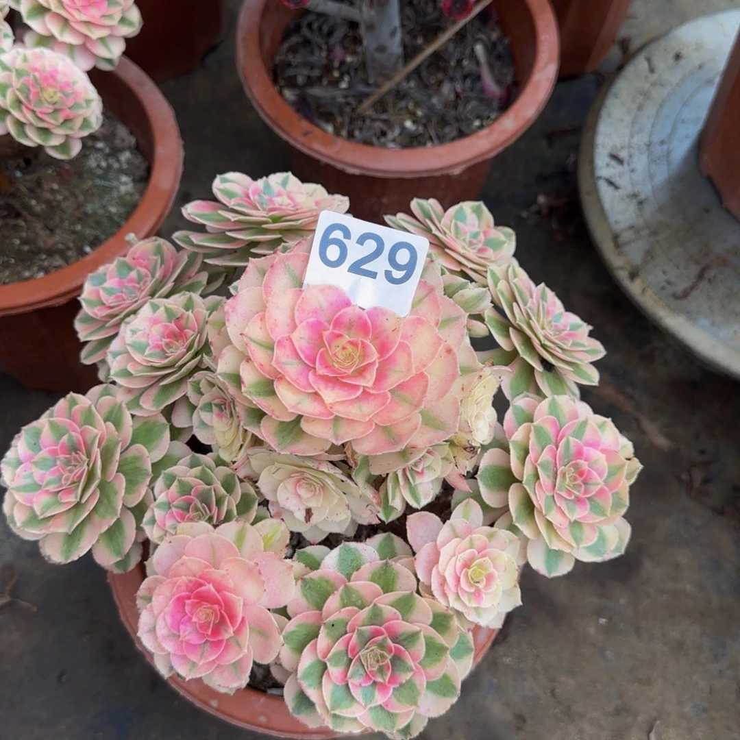 泰***花倾城629