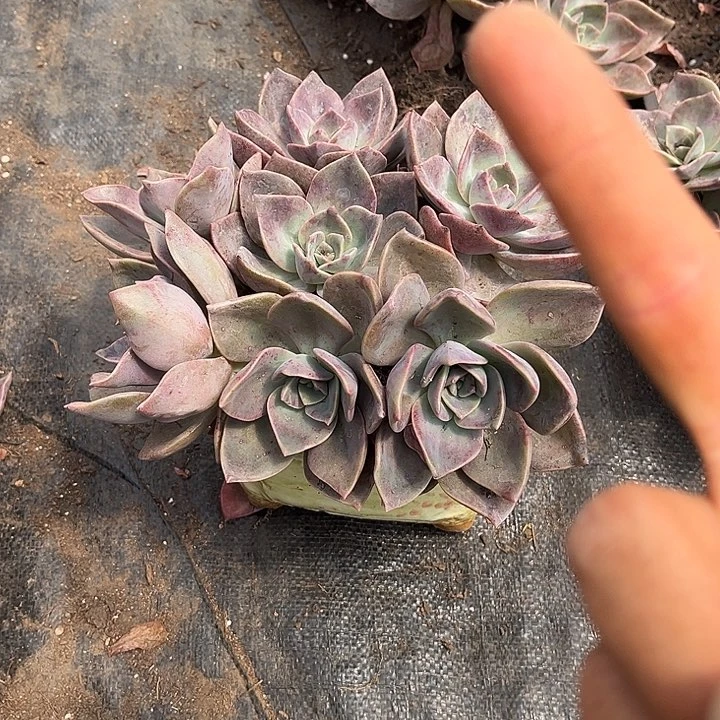 徐鹤3颗9.99多肉植物2头