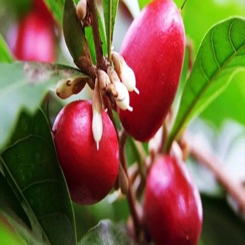 神秘果南北方种植老盆老桩好养易活四季种植