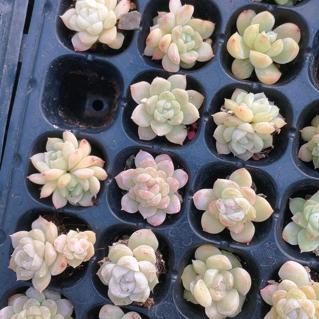 白桃汽水穴一个满25包邮