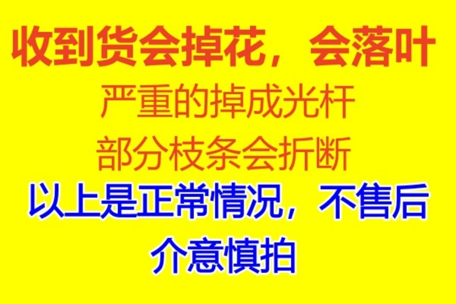 三角梅叶子花原生嫁接盆景花卉绿植阳台一物一拍，掉花落叶不售后