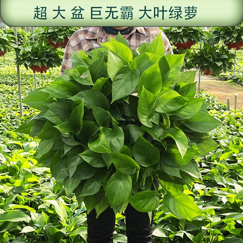 【巨无霸超大绿萝】360#盆栽室内吸除甲醛净化空气长藤绿萝大盆绿萝
