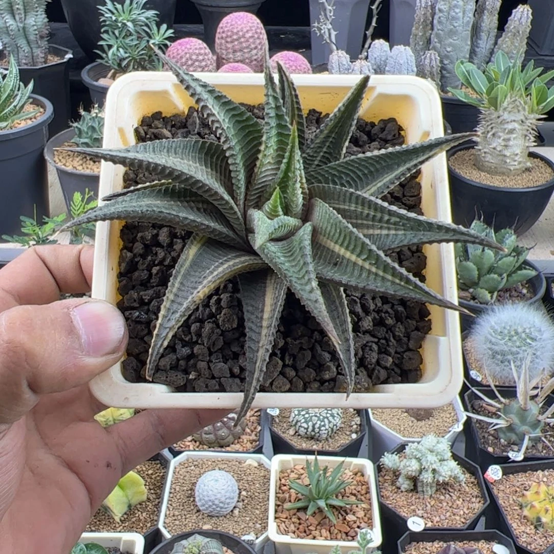 琉璃殿11一物一拍脱土发