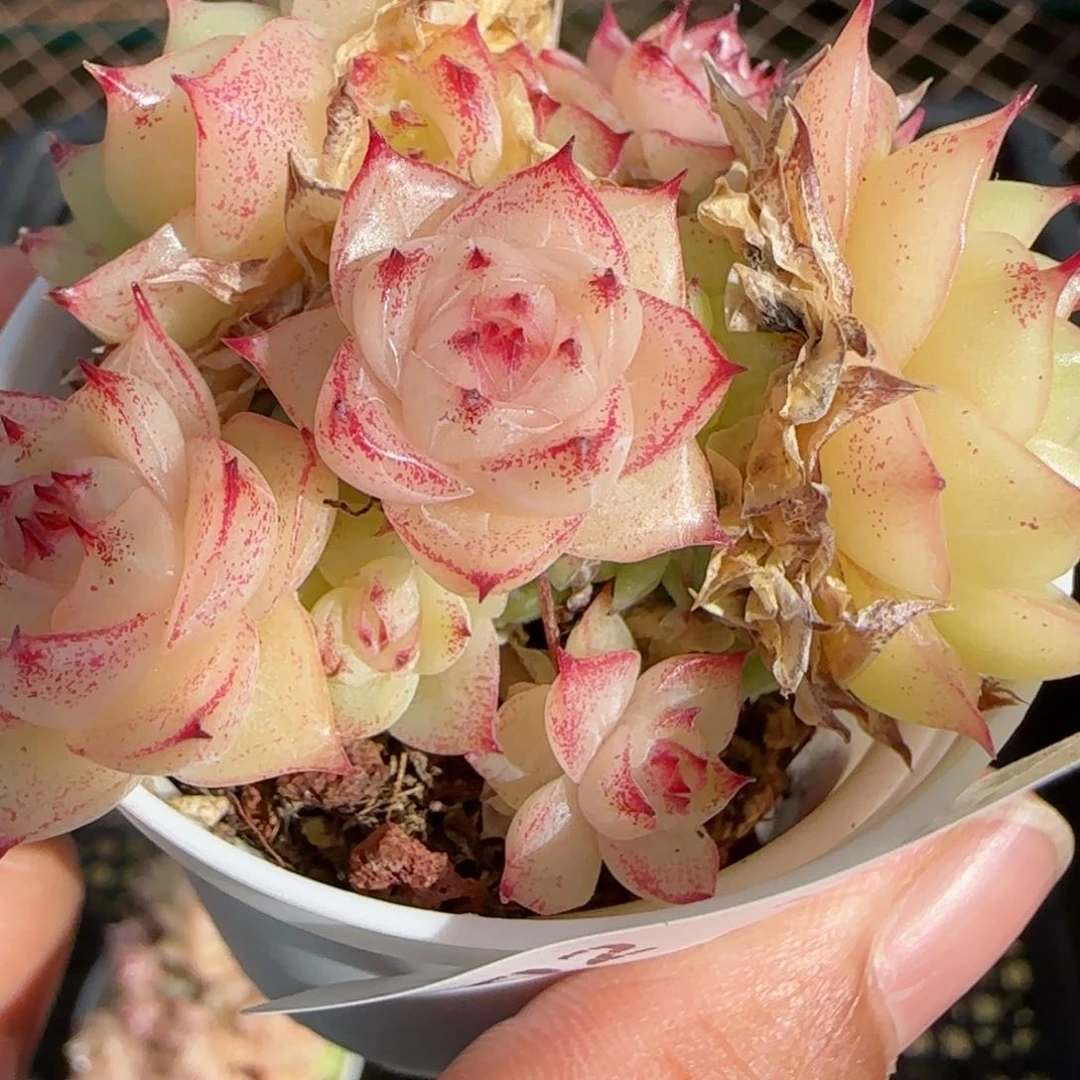 花语逸镜0113-302